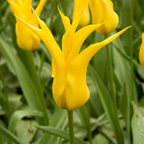 Promesse de Fleurs - Tulipe Fleur de Lis West Point Bulbe calibre 12+ (par 10)