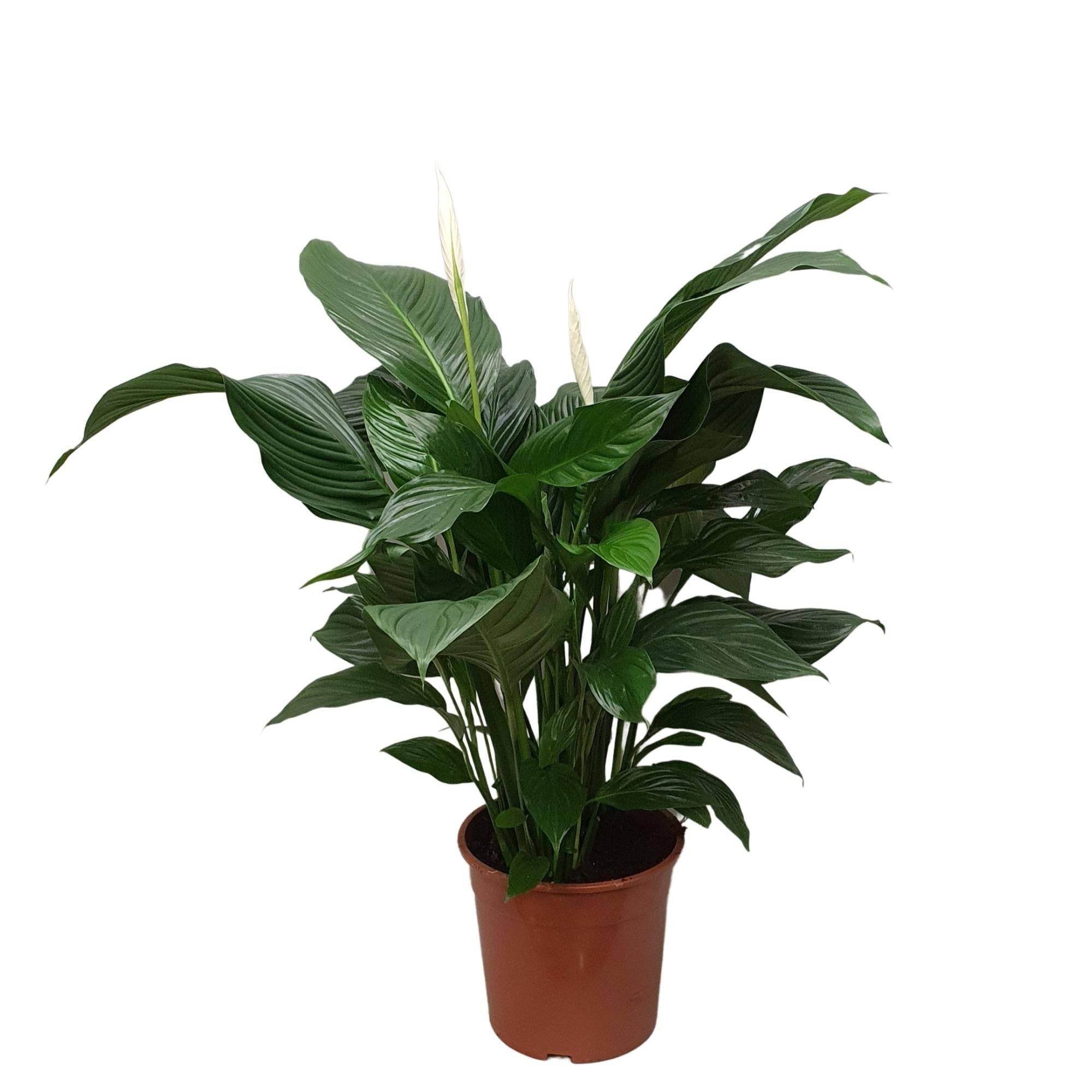 Spathiphyllum Sweet Silvana - D24 H80cm