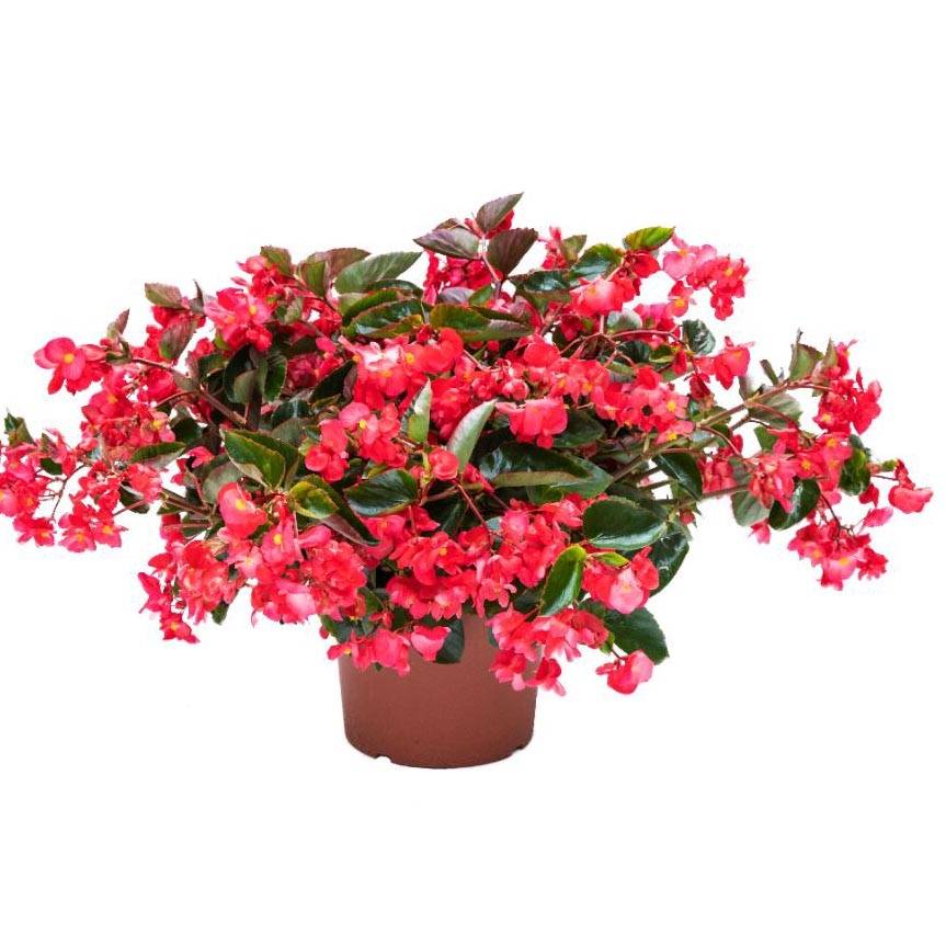 Begonia Viking Trailing Pink Mini-motte Ø 3/4 cm (par 5)