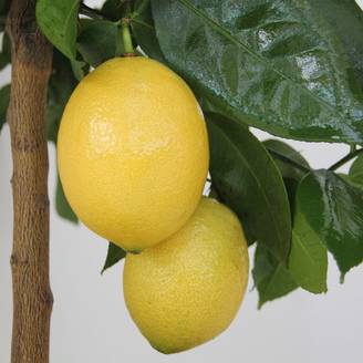 Citronnier - Citrus limon Lemox Pot de 4L/5L, 1/4 de tige