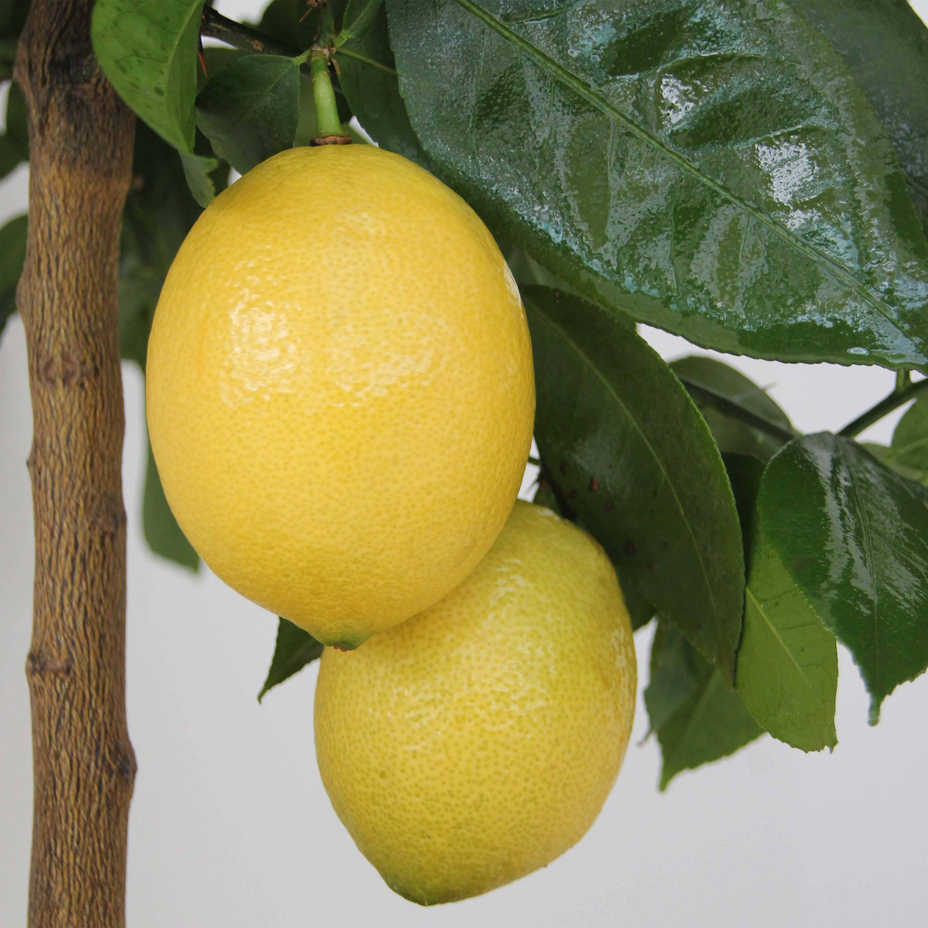 Citronnier - Citrus limon Lemox Pot de 4L/5L, 1/4 de tige
