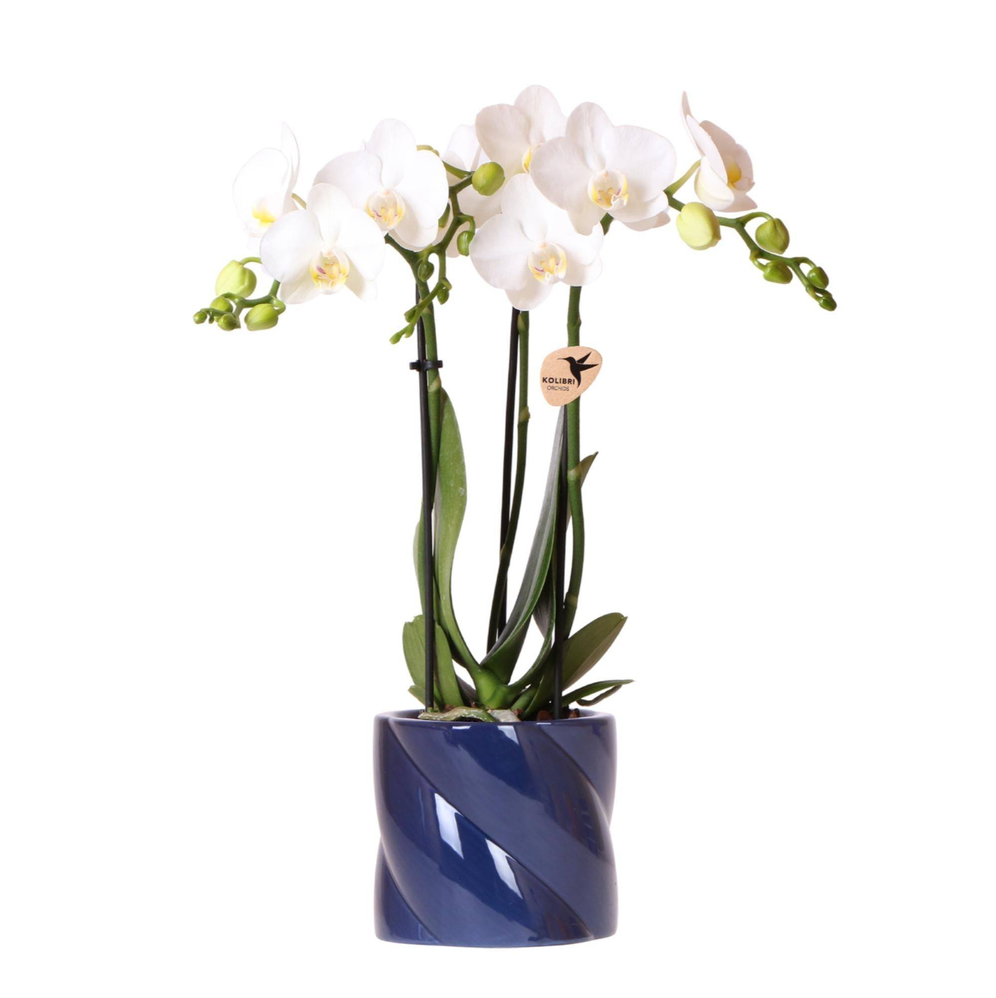 Orchidée Amabilis Blanche et son pot- La Green Touch Bleu Candy - Hauteur 35cm - Image 1
