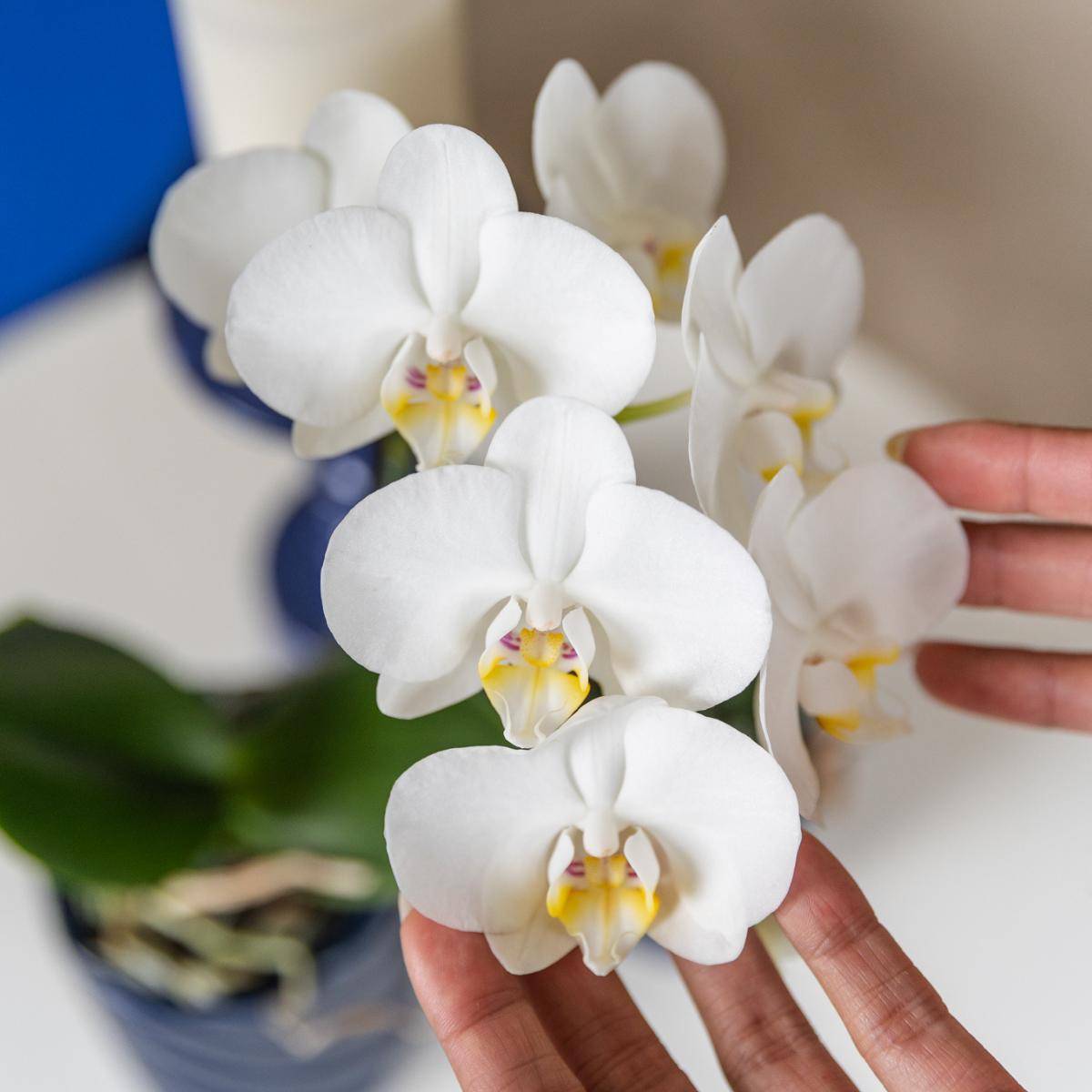 Orchidée Amabilis Blanche et son pot- La Green Touch Bleu Candy - Hauteur 35cm - Image 3