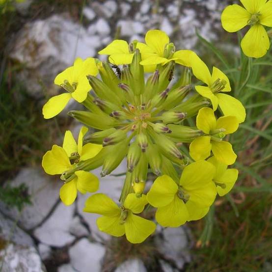 Alyssum montanum Berggold - Corbeille d'Or Godet de 8/9 cm