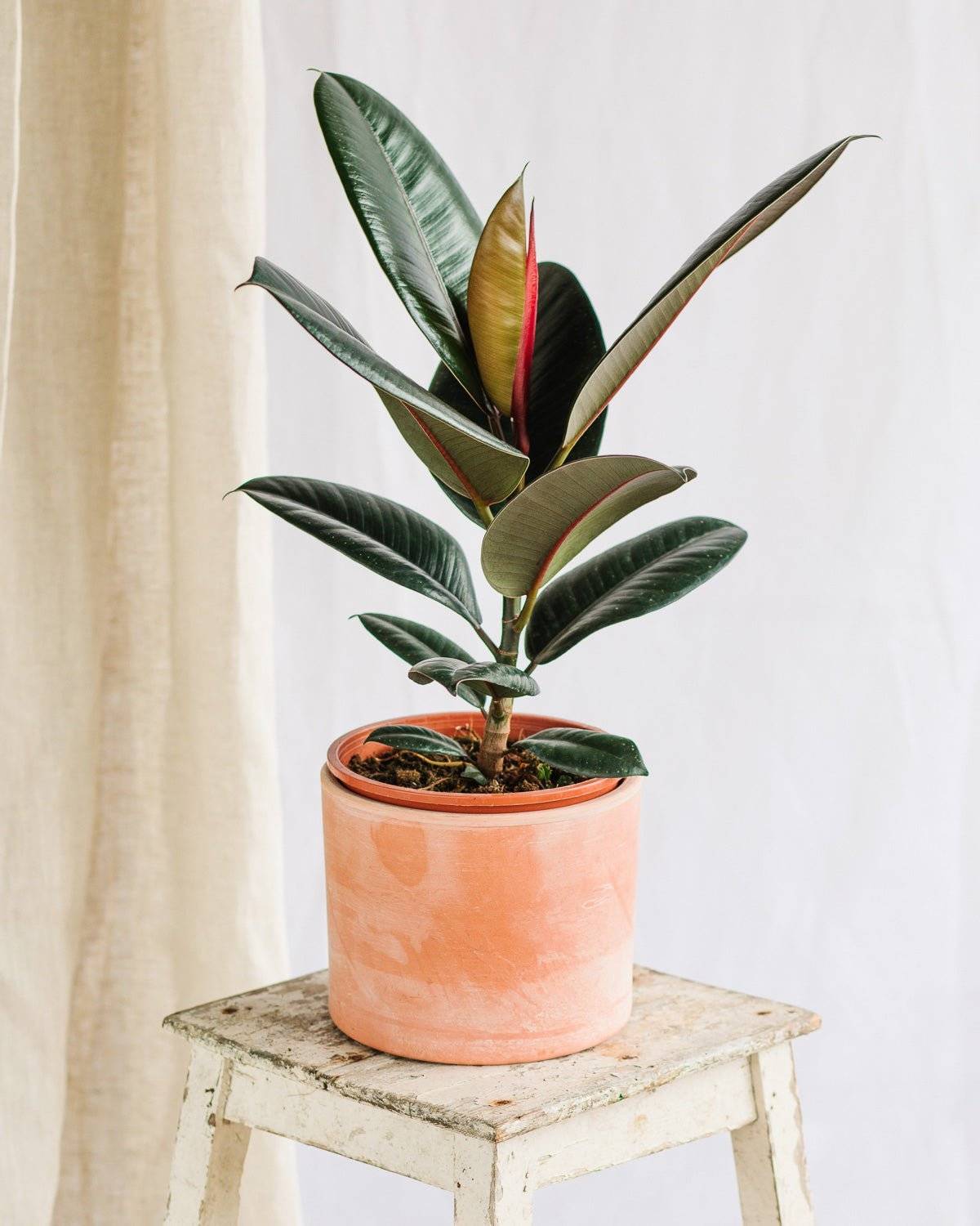 Ficus Burgundy 55cm - Plante d'intérieur- La Green Touch - Image 2