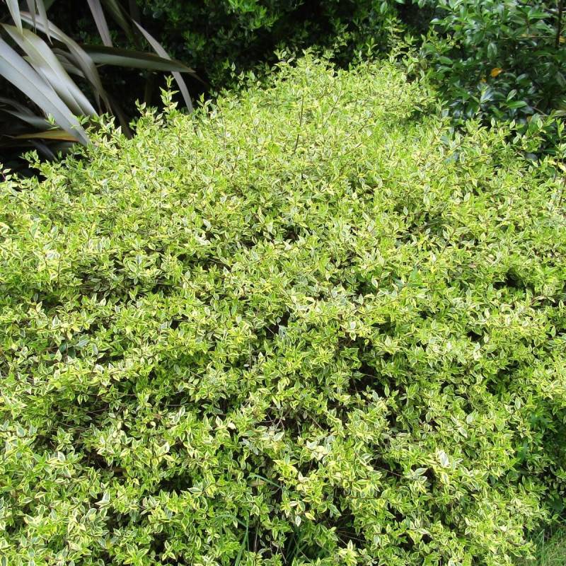 Abelia Radiance, Abélia à grandes fleurs à fleurs Rose - feuillage Persistant - Pot de 3L - 20/40 cm-  hauteur à maturité De 1,50 m à 2,00 m - Image 1