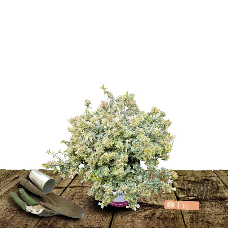 Abelia Radiance, Abélia à grandes fleurs à fleurs Rose - feuillage Persistant - Pot de 3L - 20/40 cm-  hauteur à maturité De 1,50 m à 2,00 m - Image 5