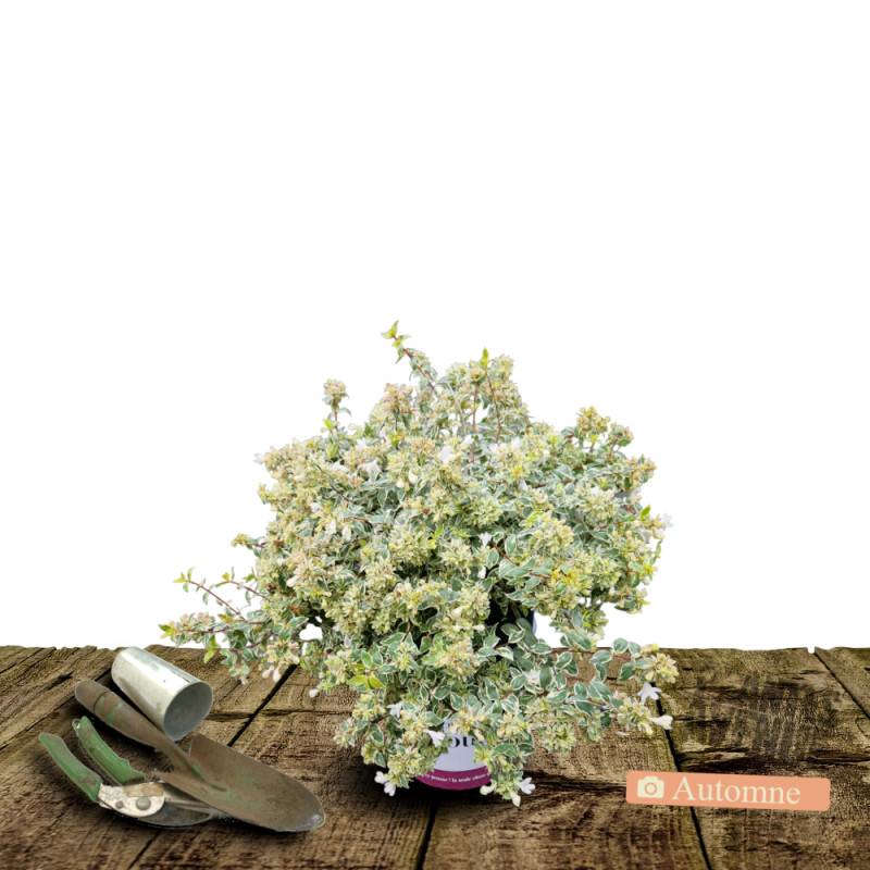 Abelia Radiance, Abélia à grandes fleurs à fleurs Rose - feuillage Persistant - Pot de 3L - 20/40 cm-  hauteur à maturité De 1,50 m à 2,00 m - Image 4