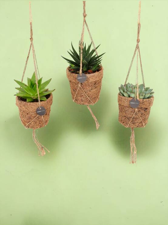3 Kokodama Succulente - H15cm - Image 2