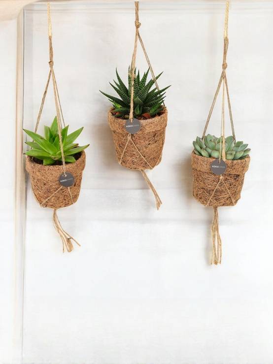 3 Kokodama Succulente - H15cm - Image 1