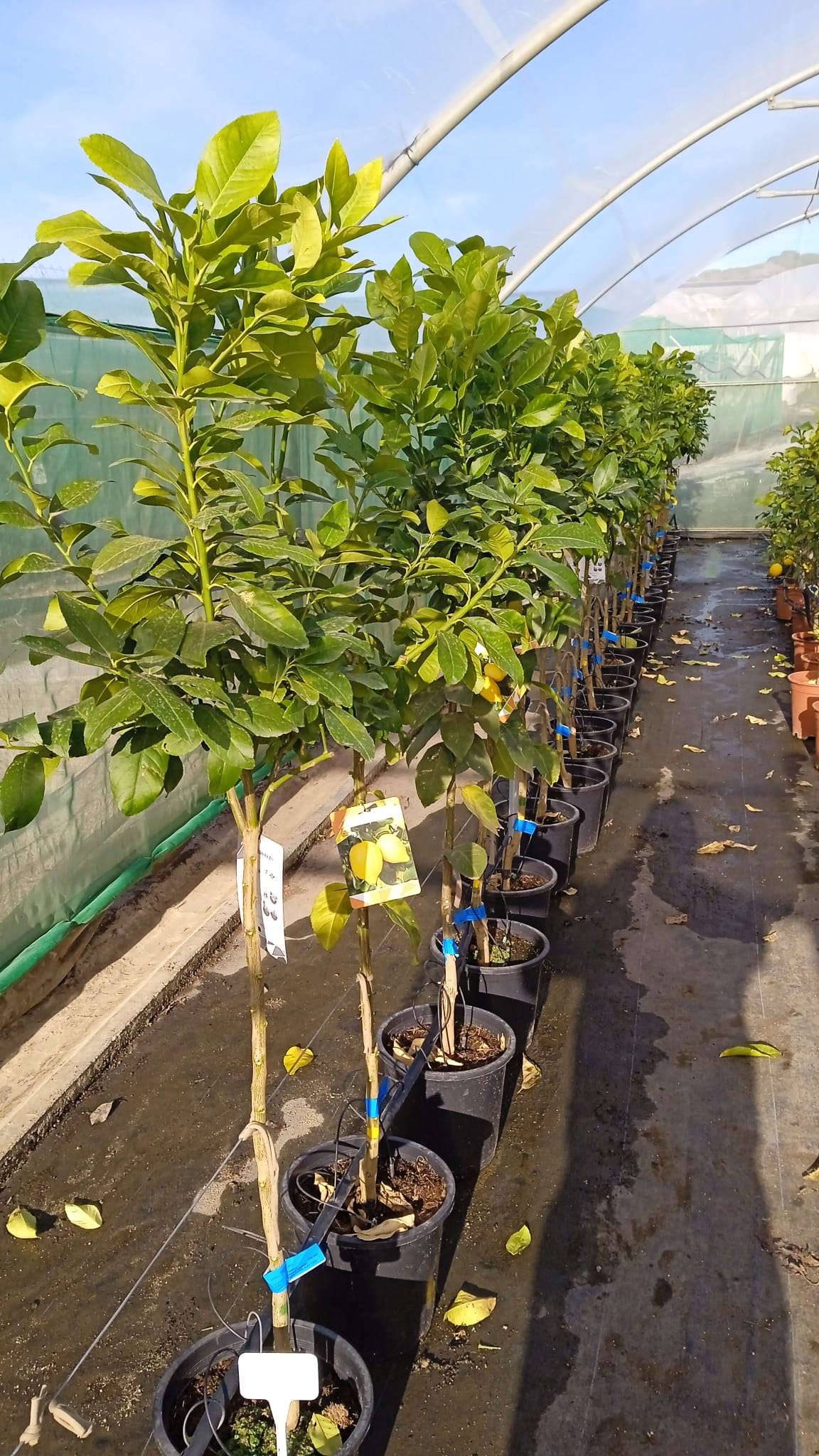 0 - Citrus limon var Verna (vigoureux et productif) Pot de 10 litres - 140/160 cm - Image 1