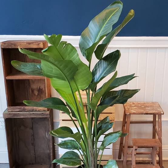 Gardenersdream - Strelitzia Nicolai - Oiseau De Paradis Blanc | Plante De Bureau À Domicile De 35 À 45 Cm En Pot - GardenersDream - Image 3