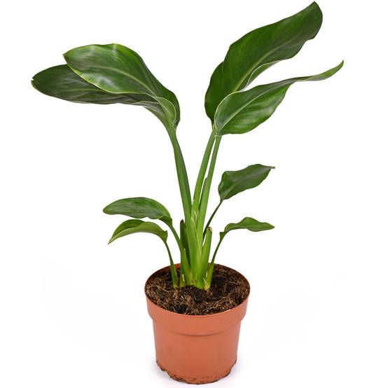 Gardenersdream - Strelitzia Nicolai - Oiseau De Paradis Blanc | Plante De Bureau À Domicile De 35 À 45 Cm En Pot - GardenersDream - Image 1