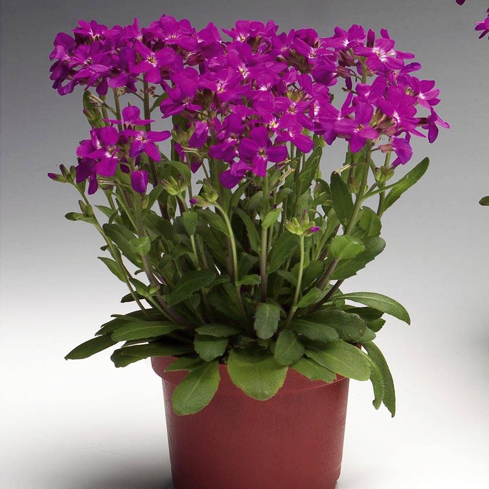 Arabis blepharophylla Rose Delight - Arabette de Californie Godet de 7/8 cm