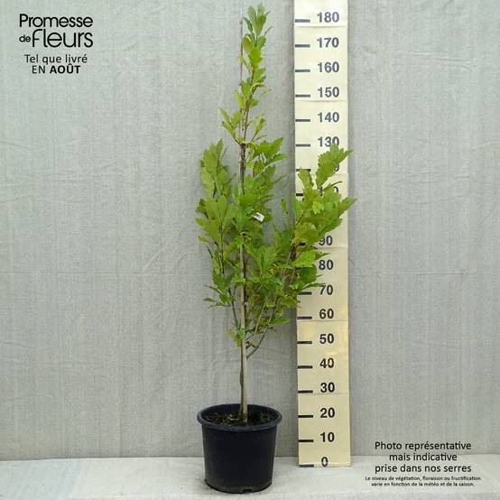 Promesse de Fleurs - Quercus (x) warei Windcandle - Chêne hybride Pot de 12L/15L - Image 2