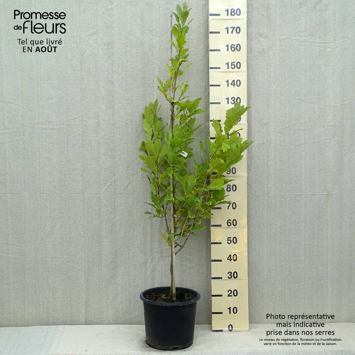 Promesse de Fleurs - Quercus (x) warei Windcandle - Chêne hybride Pot de 12L/15L - Image 2