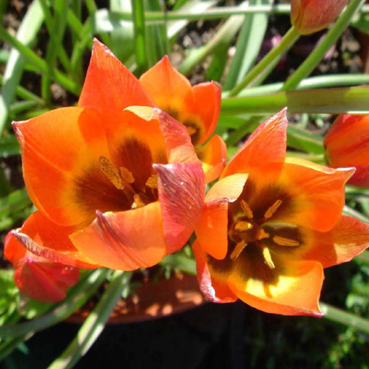 Promesse de Fleurs - Tulipe botanique Little Princess Bulbe calibre 6+ (par 10)