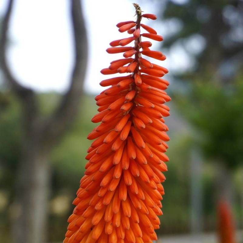 Kniphofia, Tison de Satan Alcazar à fleurs Orange/ - feuillage Caduc - Godet - 5/20 cm - Image 4