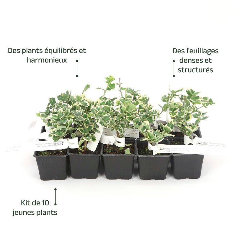 10 Fusains Emerald 'Gaiety' (Euonymus Fortunei 'Gaeity') - Haie Fusain Gaiety - - Pépinières Naudet - Image 4