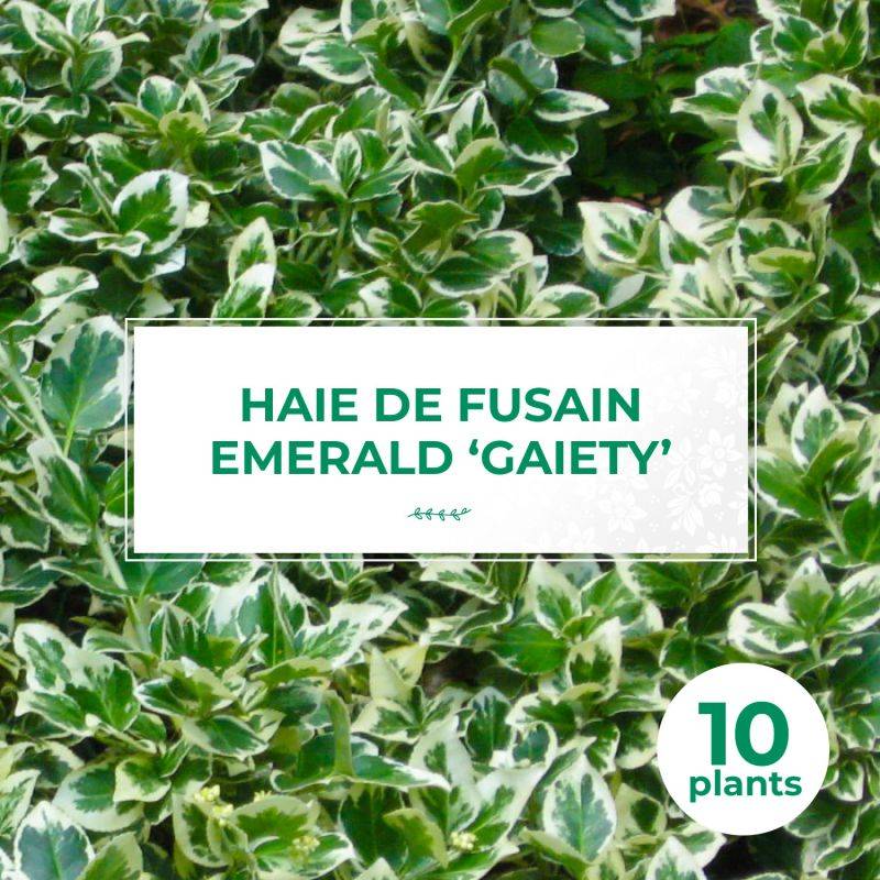 10 Fusains Emerald 'Gaiety' (Euonymus Fortunei 'Gaeity') - Haie Fusain Gaiety - - Pépinières Naudet - Image 1