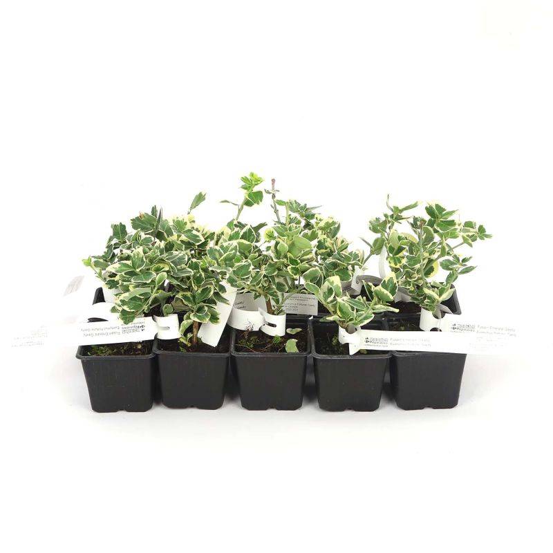 10 Fusains Emerald 'Gaiety' (Euonymus Fortunei 'Gaeity') - Haie Fusain Gaiety - - Pépinières Naudet - Image 3