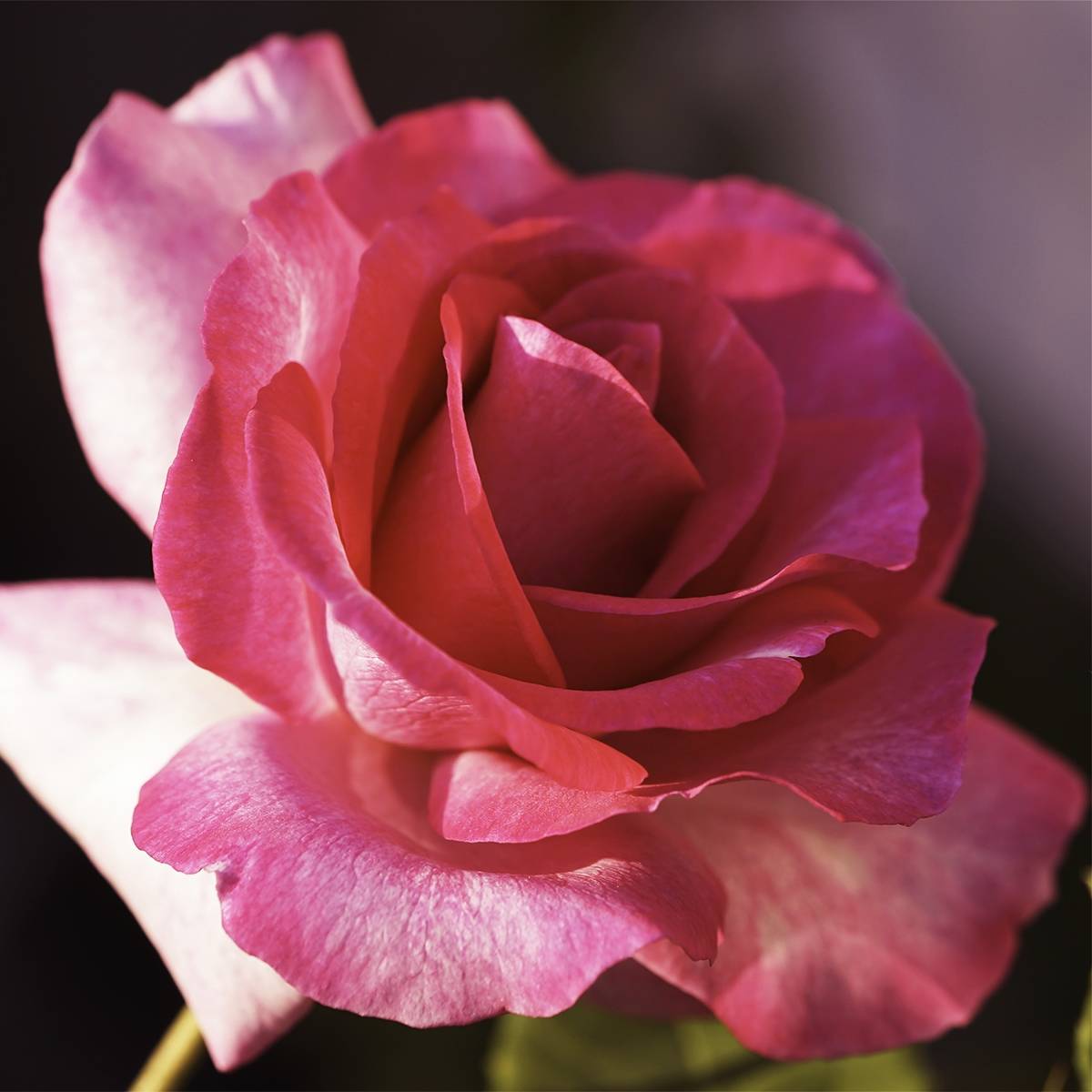 Promesse de Fleurs - Rosier à grandes fleurs Guignol Racines nues en motte