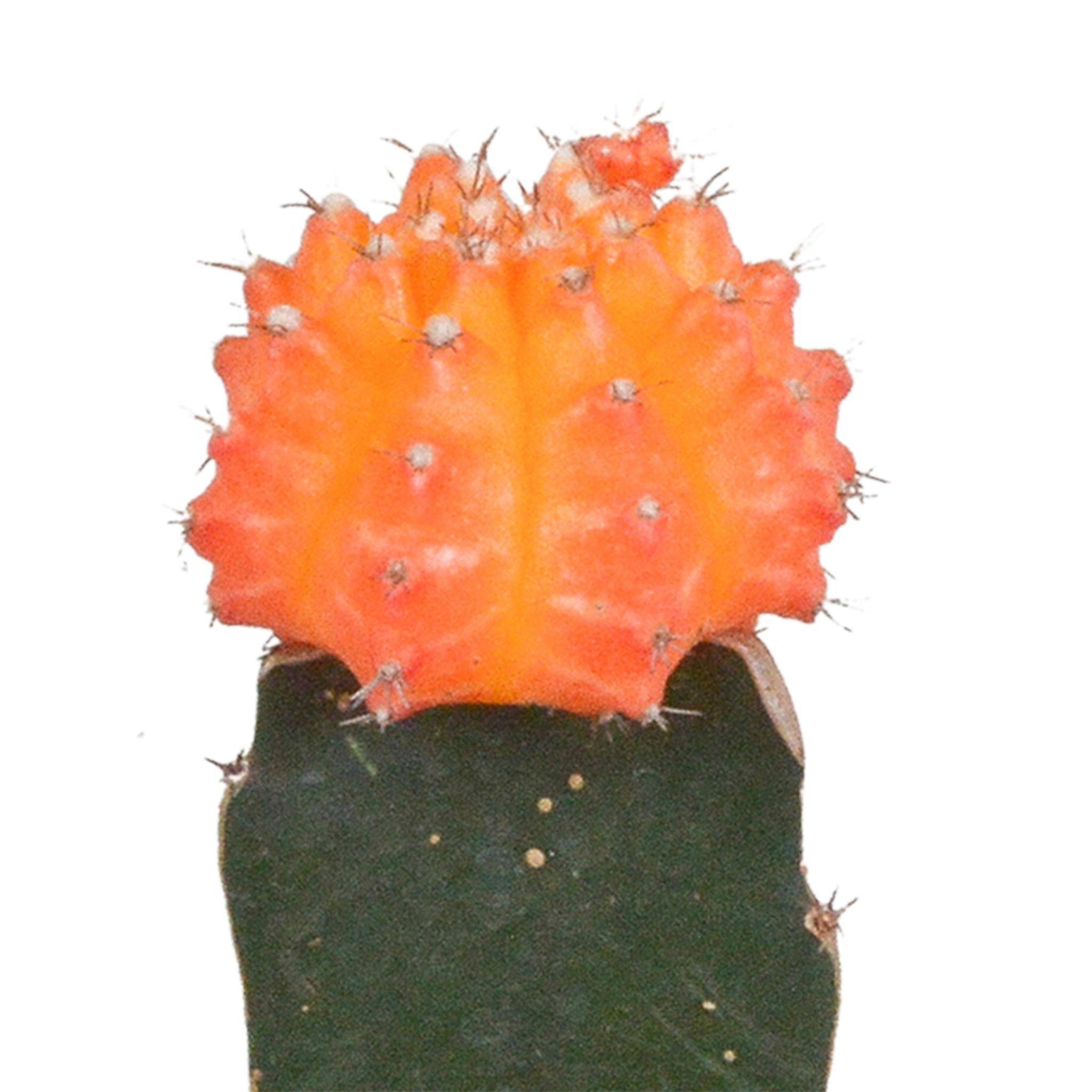 Trio de Gymnocalycium - D5 H22cm - Image 4