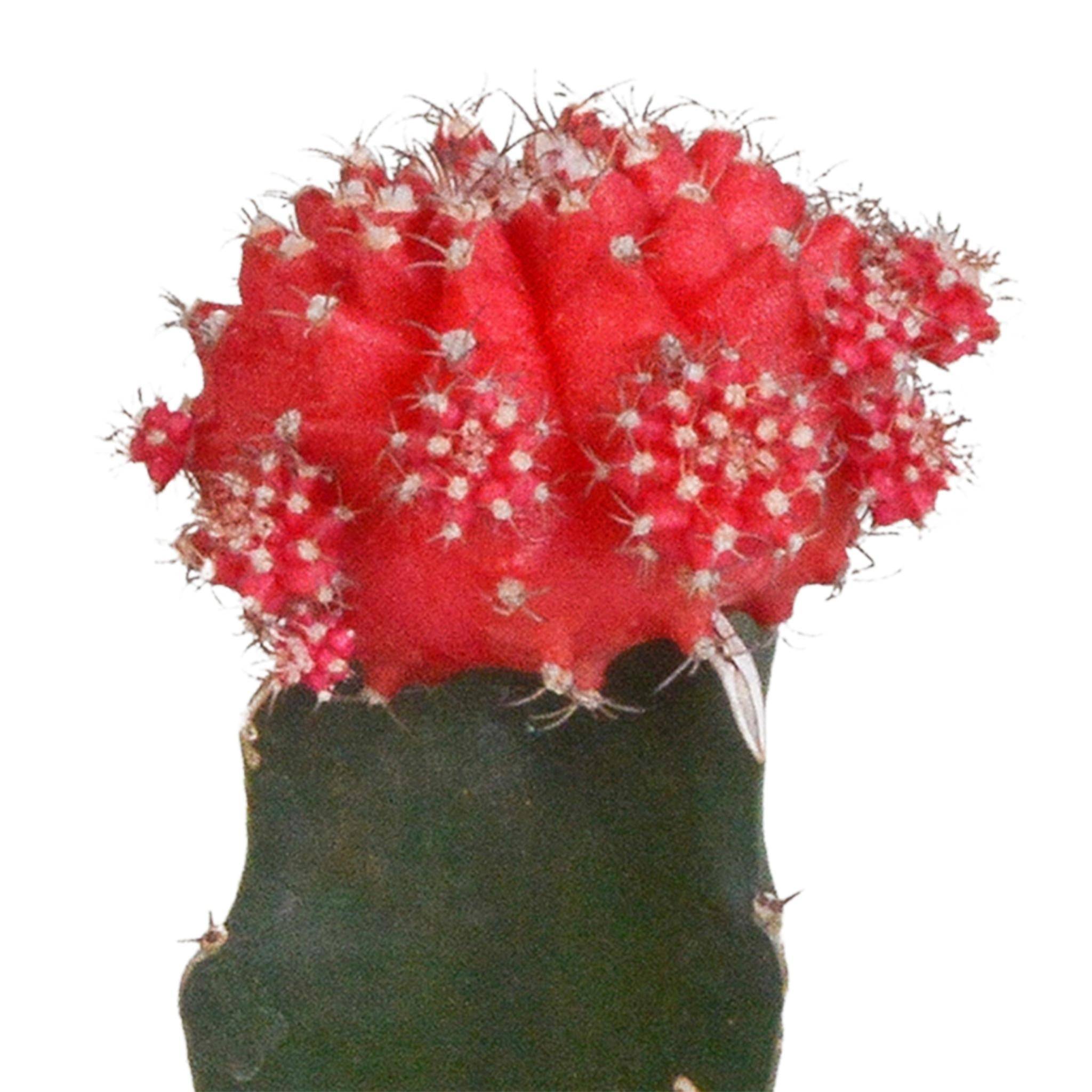 Trio de Gymnocalycium - D5 H22cm - Image 5