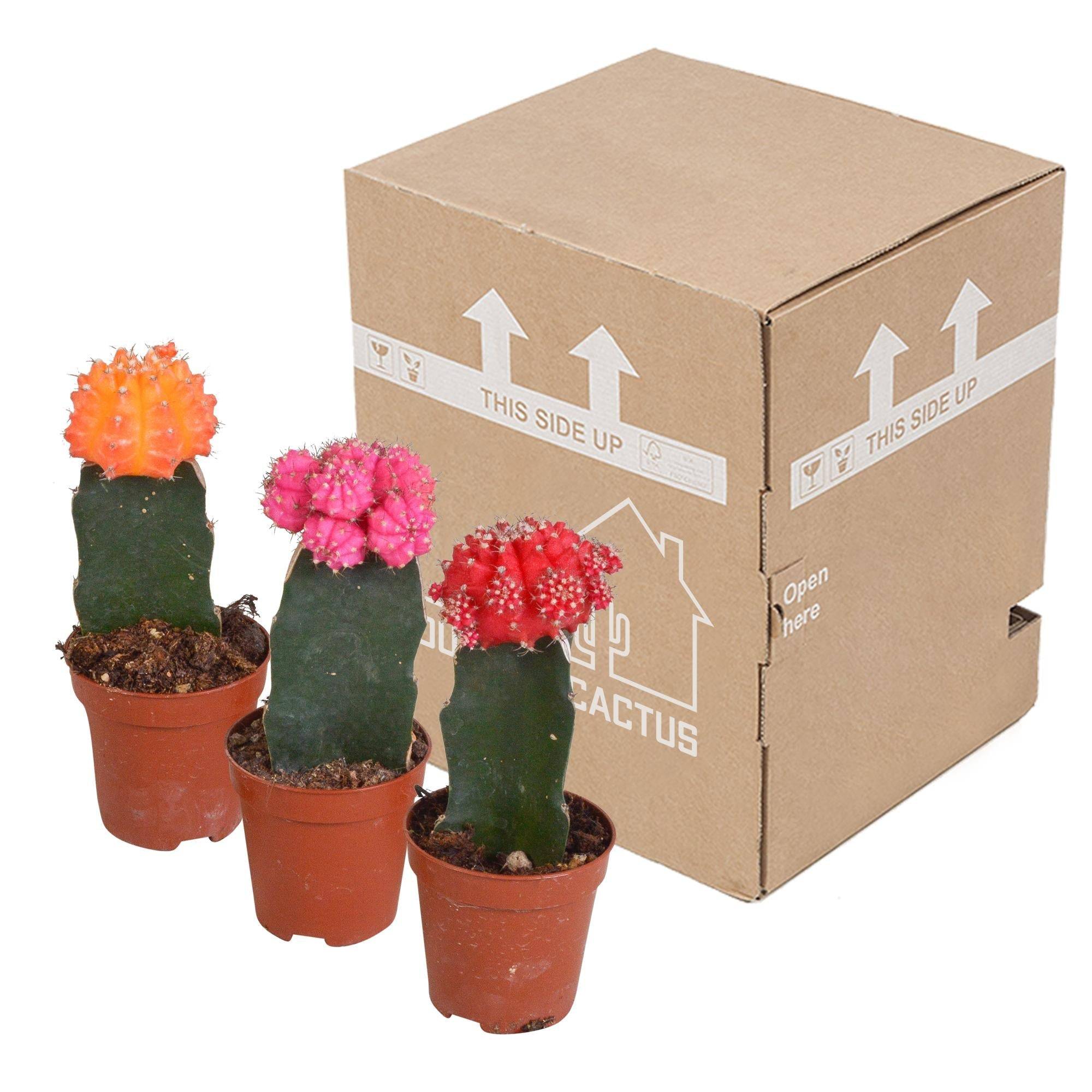 Trio de Gymnocalycium - D5 H22cm - Image 3