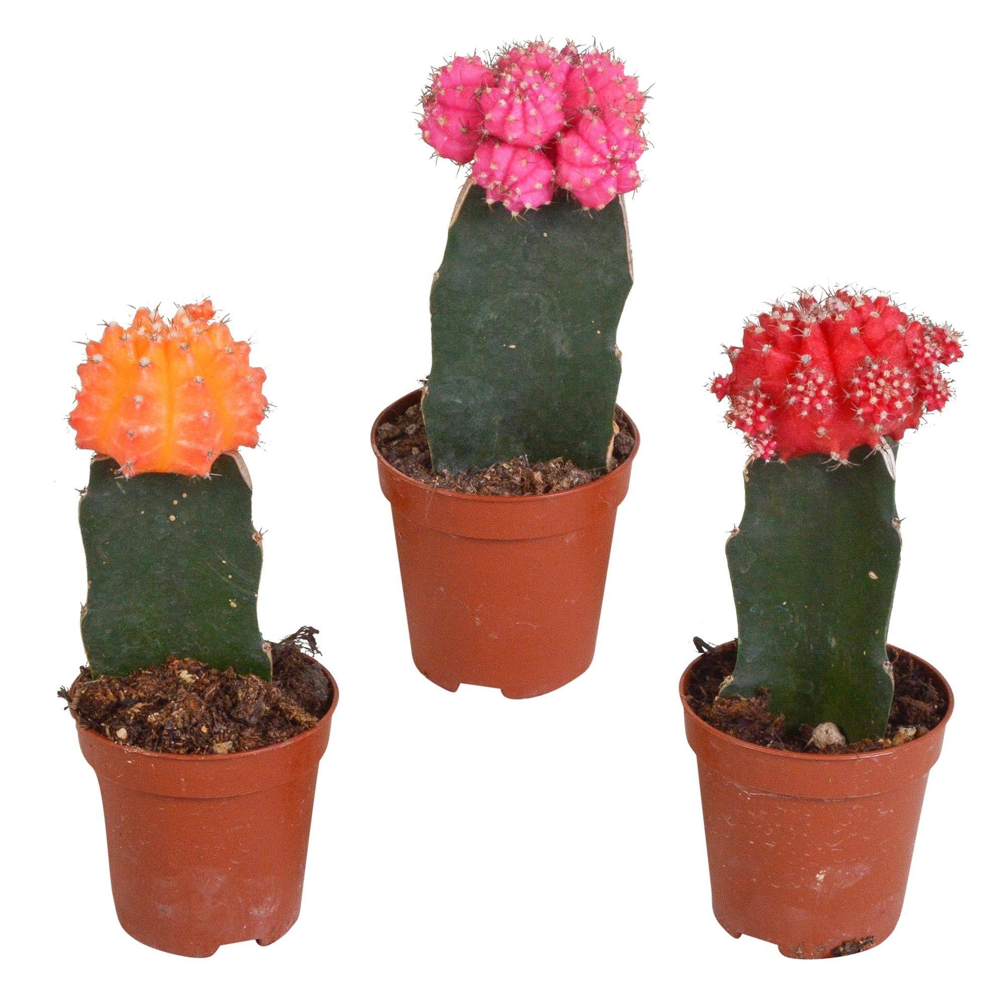 Trio de Gymnocalycium - D5 H22cm - Image 1