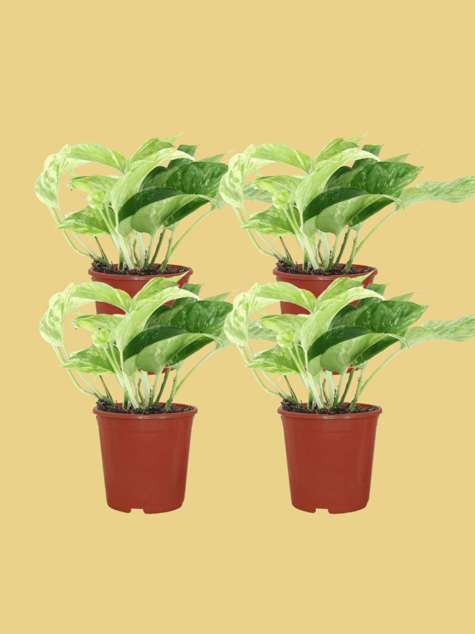 La Green Touch - Epipremnum Marble Queen - D12 H15cm - Image 1