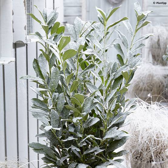 Laurier cerise - Prunus laurocerasus Elly Pot de 3L/4L - Image 1