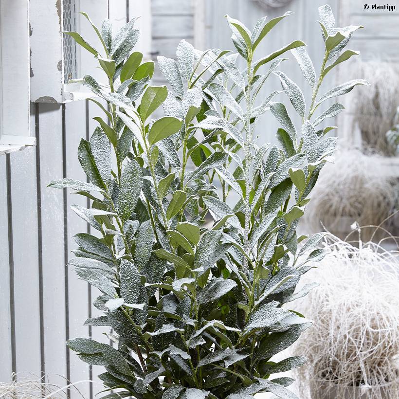 Laurier cerise - Prunus laurocerasus Elly Pot de 3L/4L - Image 1