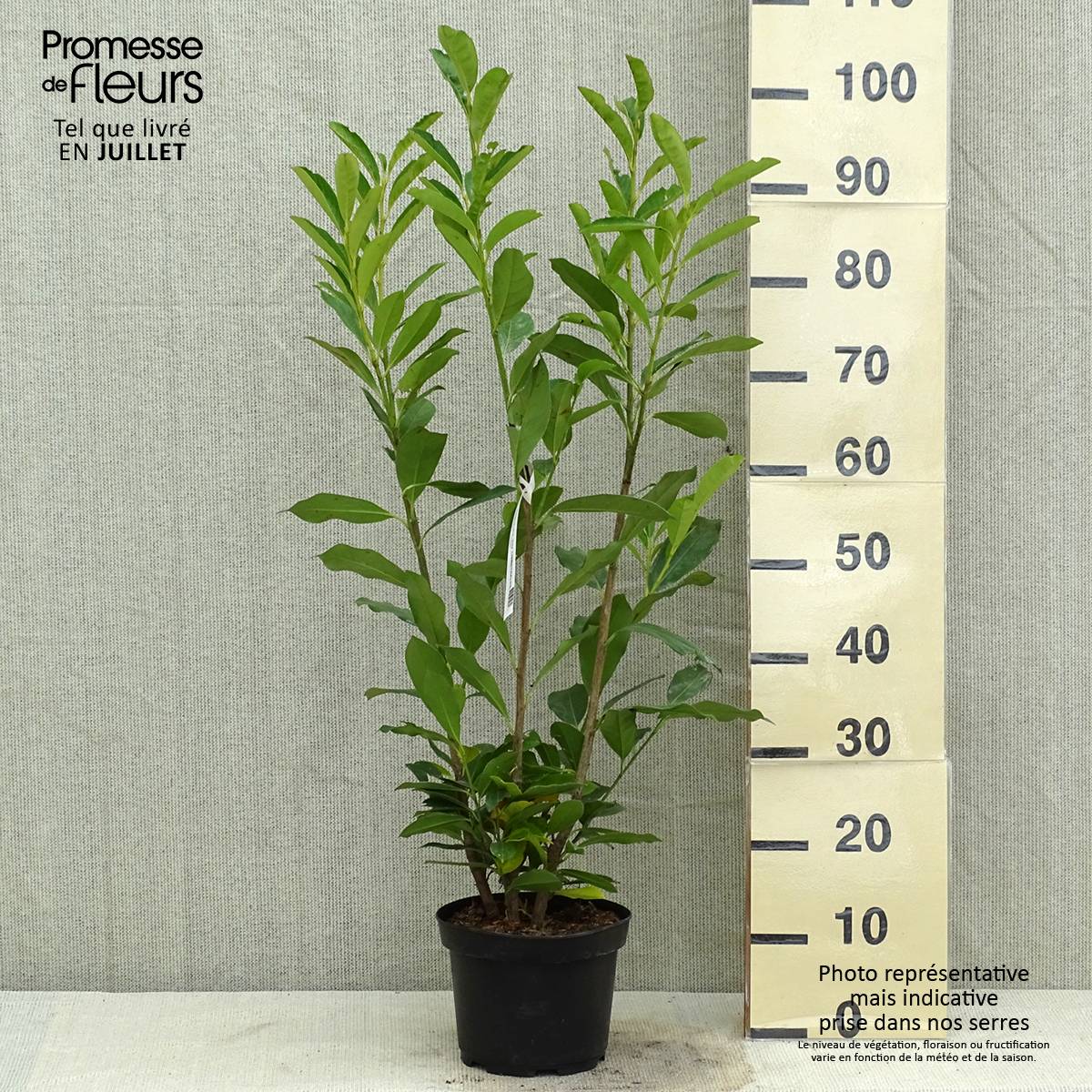 Laurier cerise - Prunus laurocerasus Elly Pot de 3L/4L - Image 2