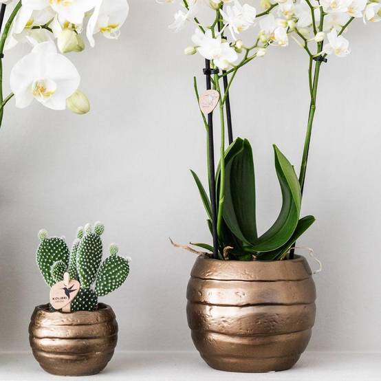 Coffret Home Hub | Orchidée Phalaenopsis et Plantes Succulentes- La Green Touch - Image 6