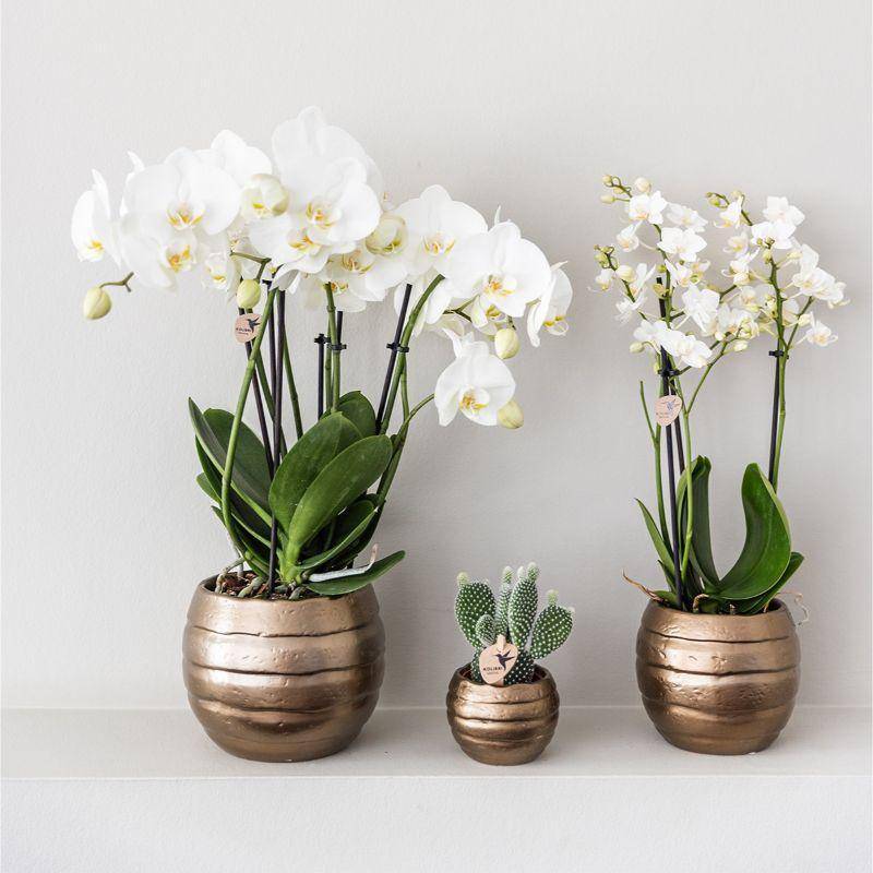 Coffret Home Hub | Orchidée Phalaenopsis et Plantes Succulentes- La Green Touch - Image 4