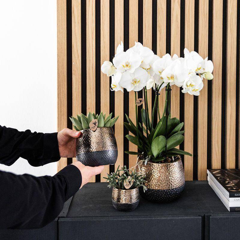 Coffret Home Hub | Orchidée Phalaenopsis et Plantes Succulentes- La Green Touch - Image 5