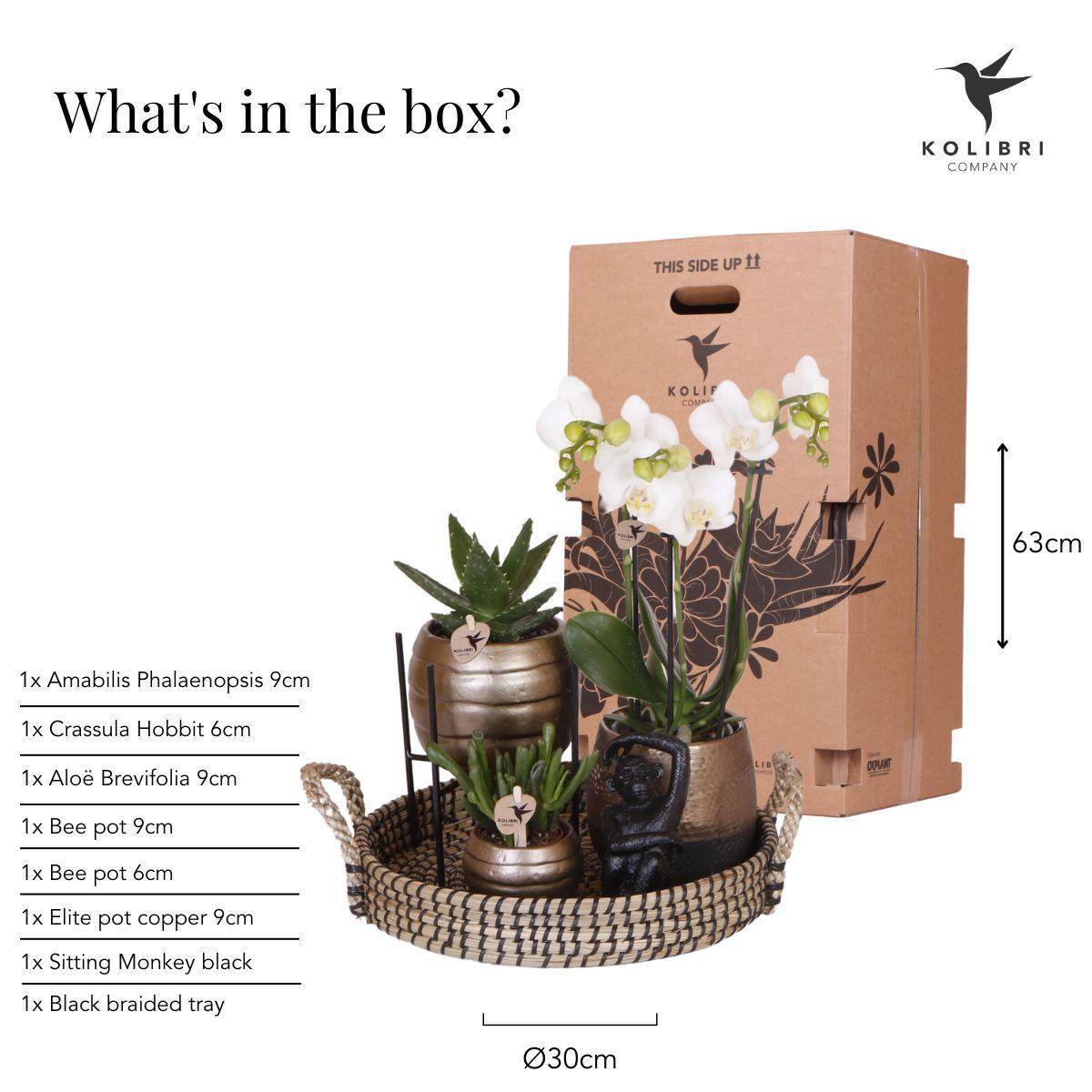 Coffret Home Hub | Orchidée Phalaenopsis et Plantes Succulentes- La Green Touch - Image 2