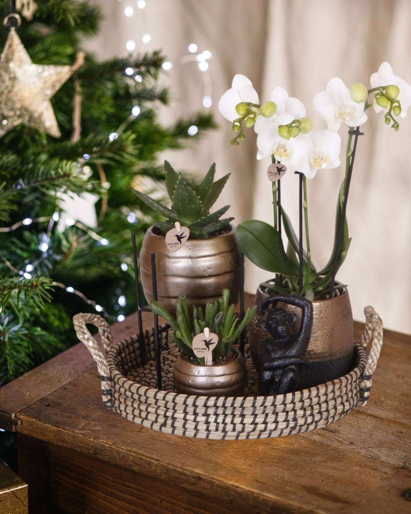 Coffret Home Hub | Orchidée Phalaenopsis et Plantes Succulentes- La Green Touch