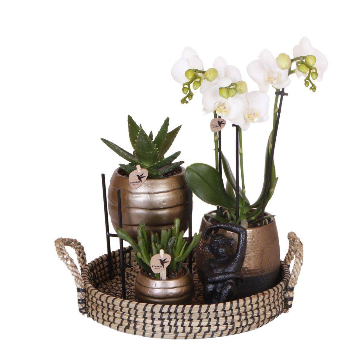 Coffret Home Hub | Orchidée Phalaenopsis et Plantes Succulentes- La Green Touch - Image 3