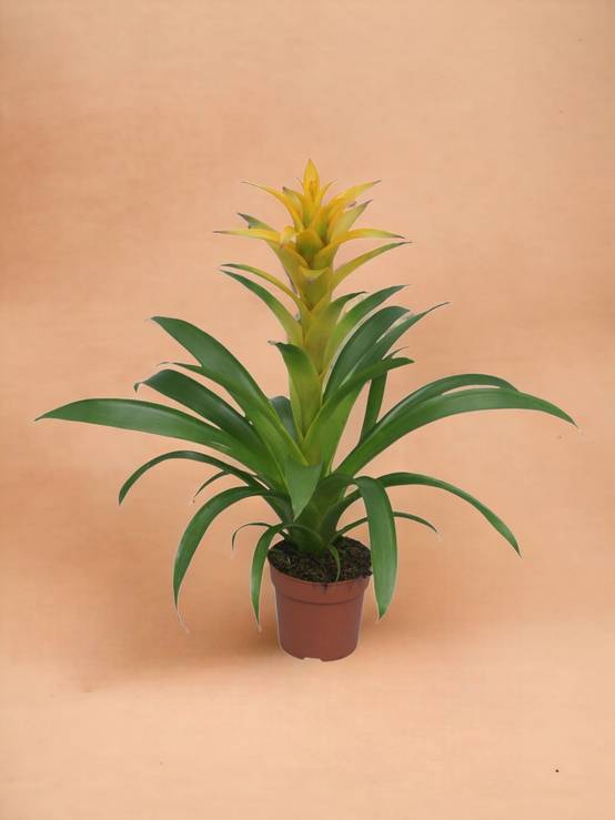 Bromelia Guzmania Desire 45cm - Plante d'intérieur- La Green Touch - Image 2