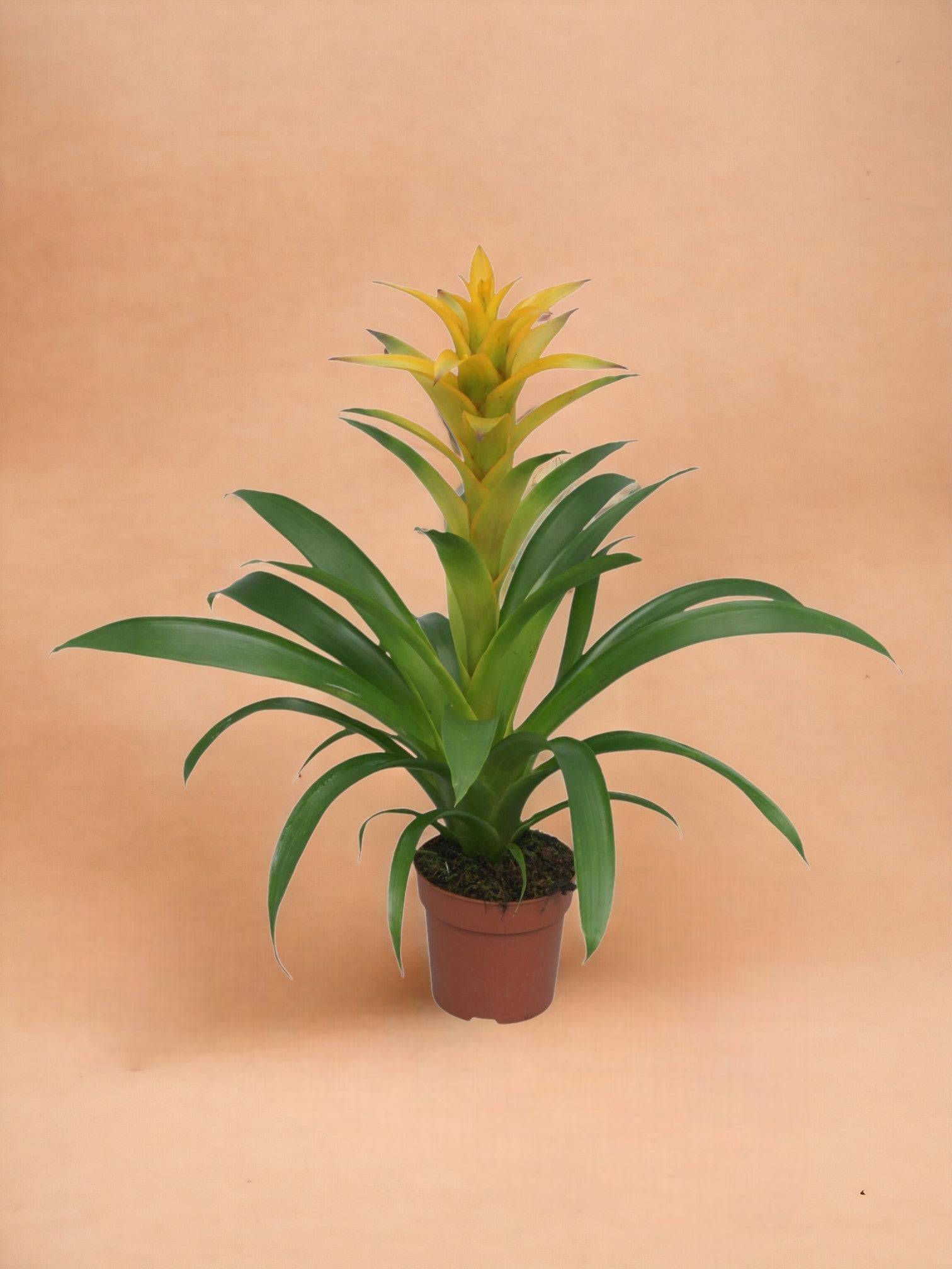 Bromelia Guzmania Desire 45cm - Plante d'intérieur- La Green Touch - Image 2