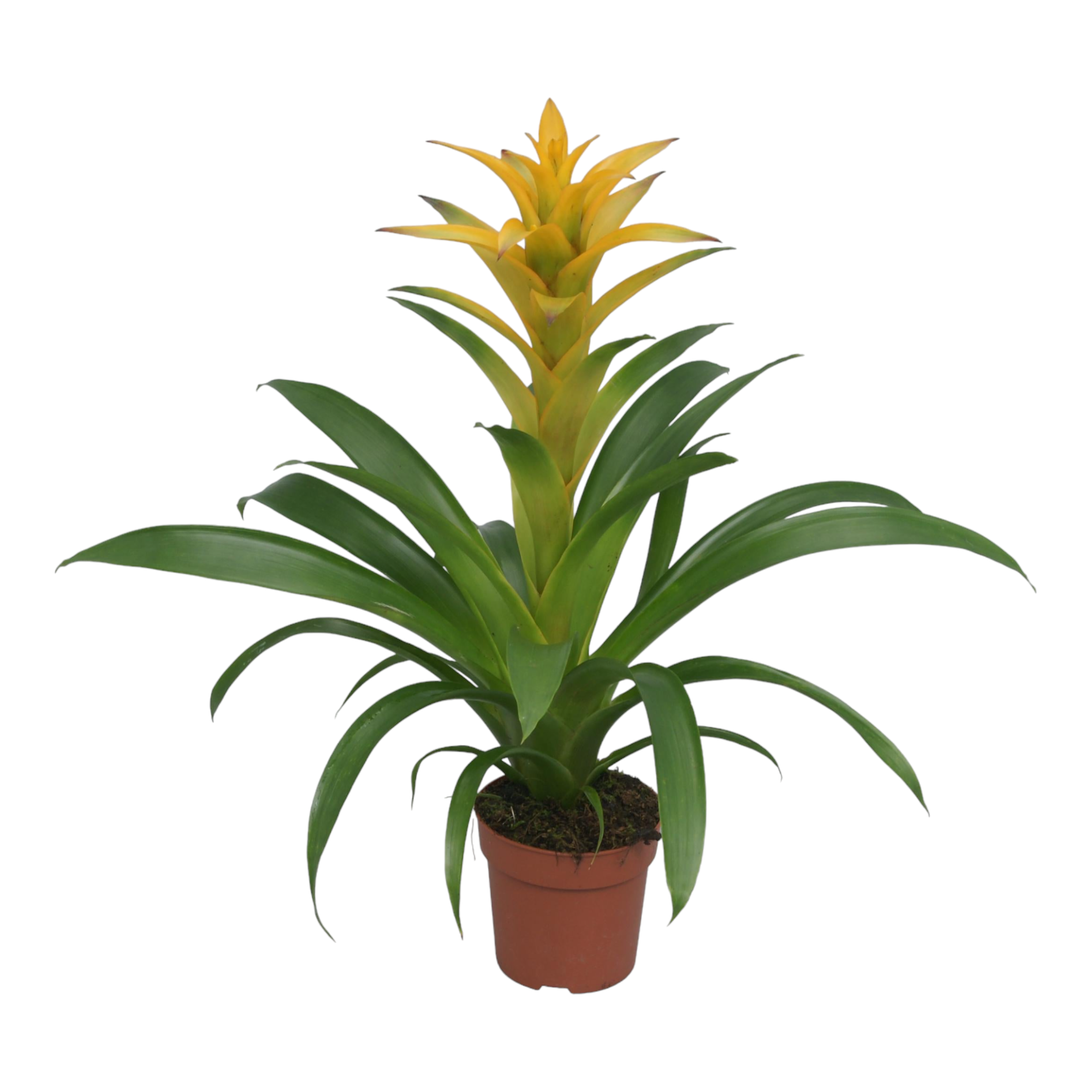 Bromelia Guzmania Desire 45cm - Plante d'intérieur- La Green Touch - Image 1