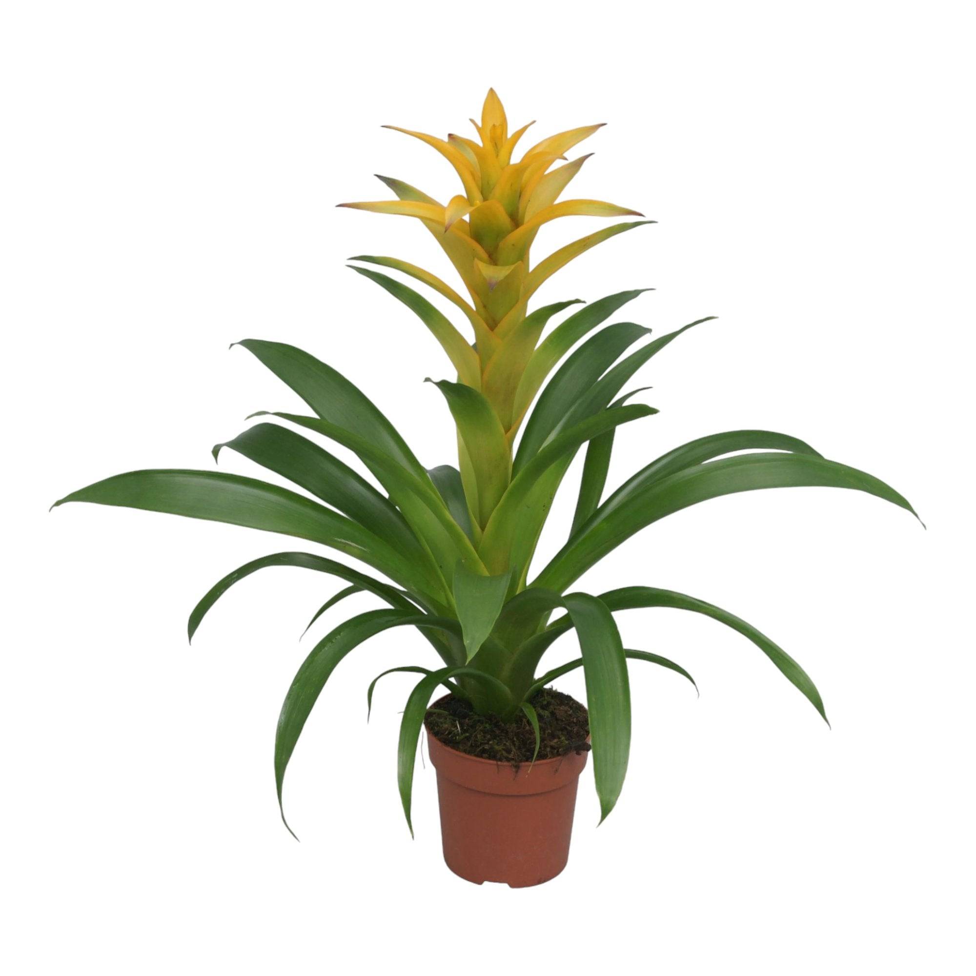 Bromelia Guzmania Desire 45cm - Plante d'intérieur- La Green Touch - Image 3