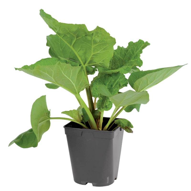 Plant de rhubarbe pot de 1litre - Image 1