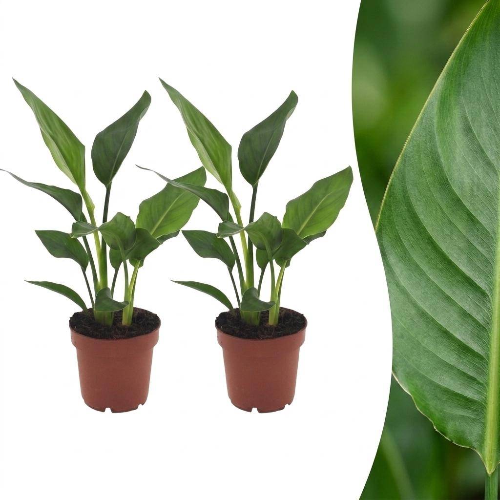 Strelitzia Reginea - Oiseau de paradis - Pot de 12cm - 2 plantes - Sans cache-pot - Plantes d'intérieur - Image 1