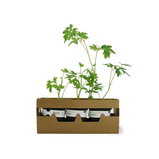 3 Coeurs De Marie Blanche (Dicentra Spectabilis 'Alba') - Lot de 3 vivaces - Pépinières Naudet - Image 4