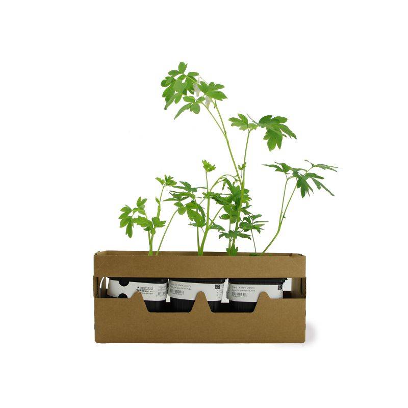 3 Coeurs De Marie Blanche (Dicentra Spectabilis 'Alba') - Lot de 3 vivaces - Pépinières Naudet - Image 4