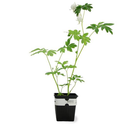3 Coeurs De Marie Blanche (Dicentra Spectabilis 'Alba') - Lot de 3 vivaces - Pépinières Naudet - Image 2