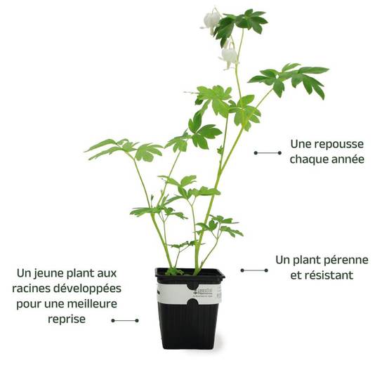 3 Coeurs De Marie Blanche (Dicentra Spectabilis 'Alba') - Lot de 3 vivaces - Pépinières Naudet - Image 3